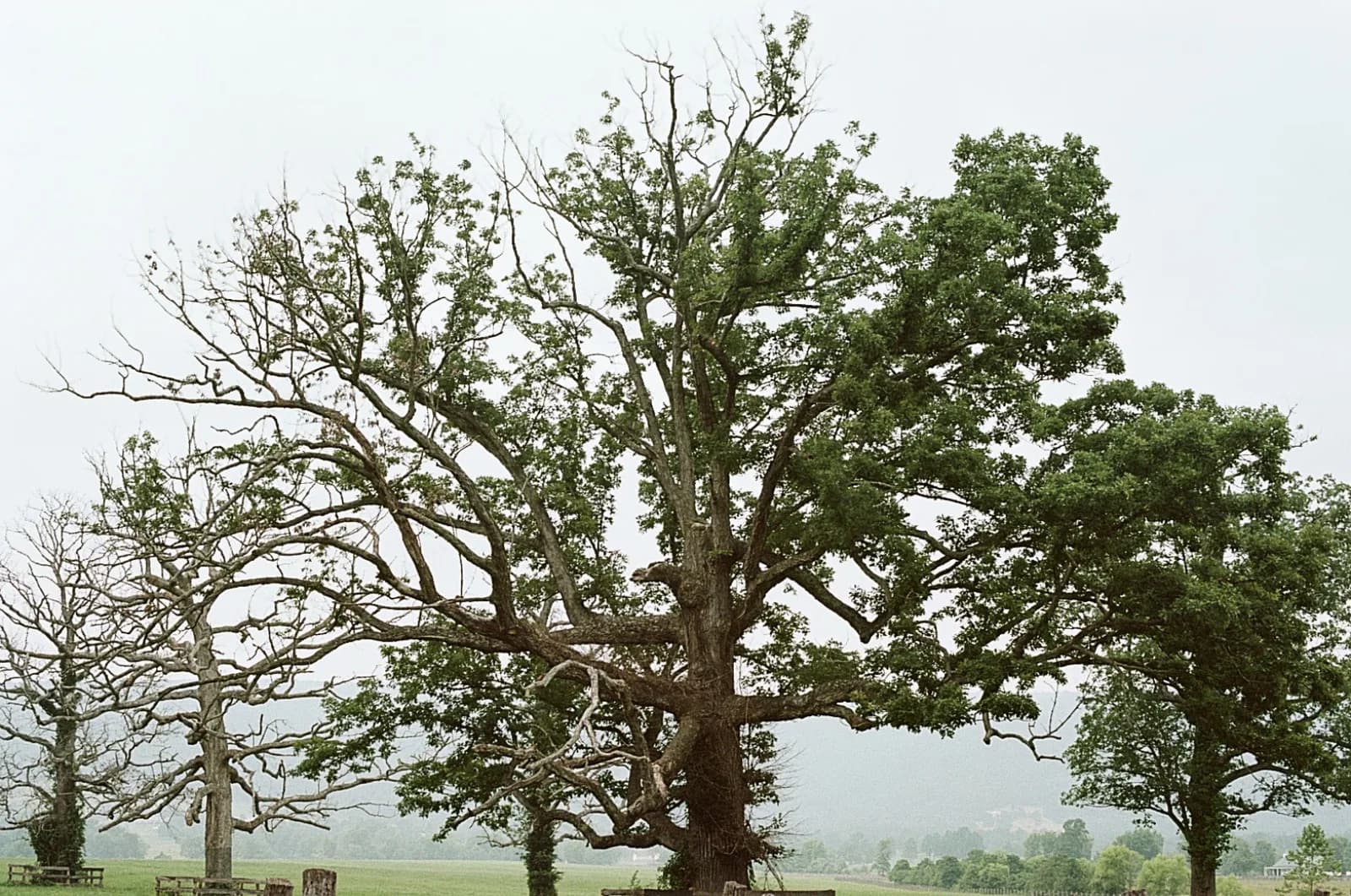 Oak tree on a misty field